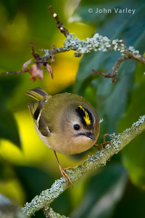 goldcrest_850_9906.jpg