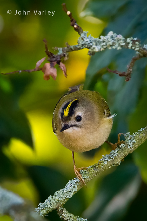 goldcrest_850_9908.jpg
