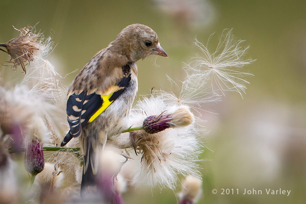 goldfinch_1000_3828.jpg