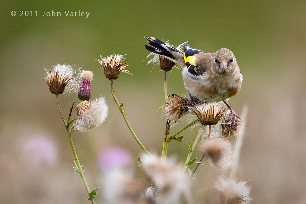 goldfinch_1000_3868.jpg
