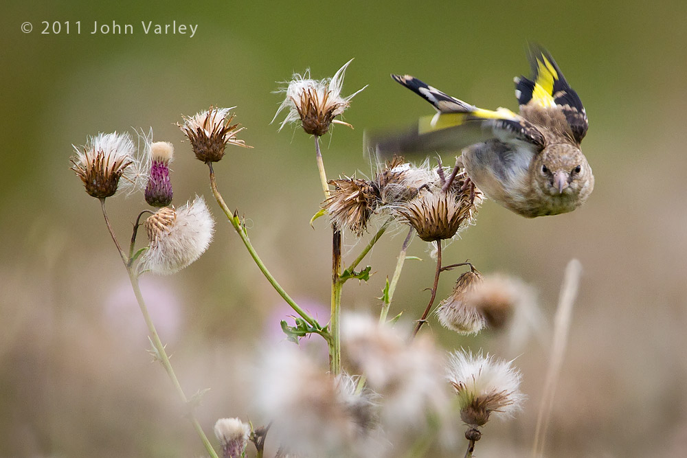 goldfinch_1000_3869.jpg