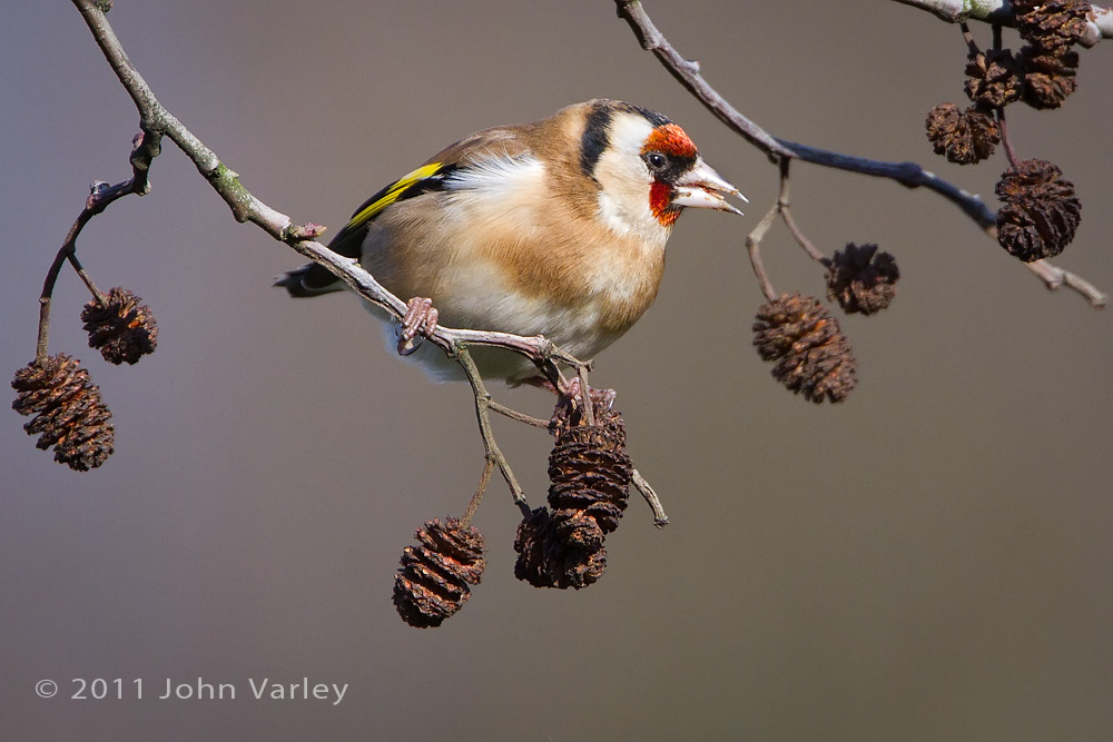 goldfinch_1000_5295.jpg