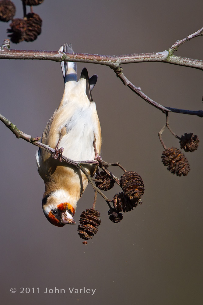 goldfinch_1000_5303.jpg