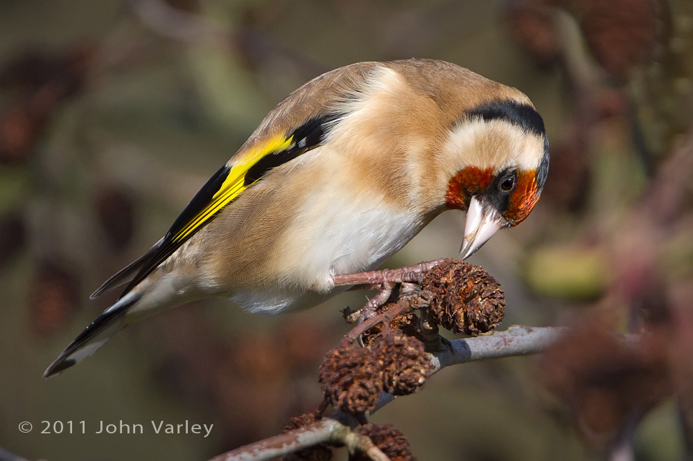 goldfinch_1000_5421.jpg
