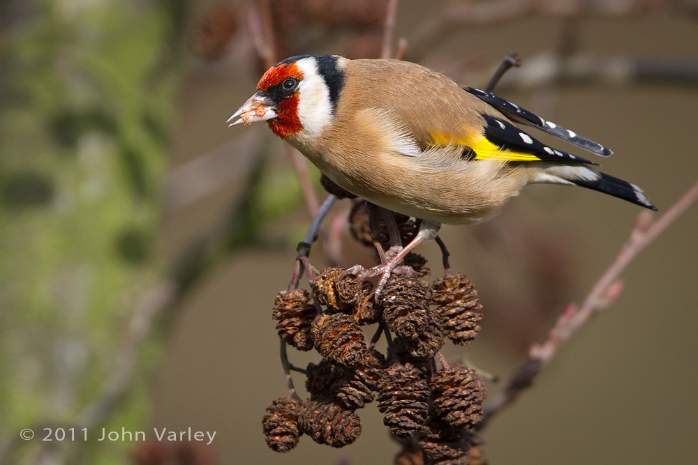 goldfinch_1000_5452.jpg