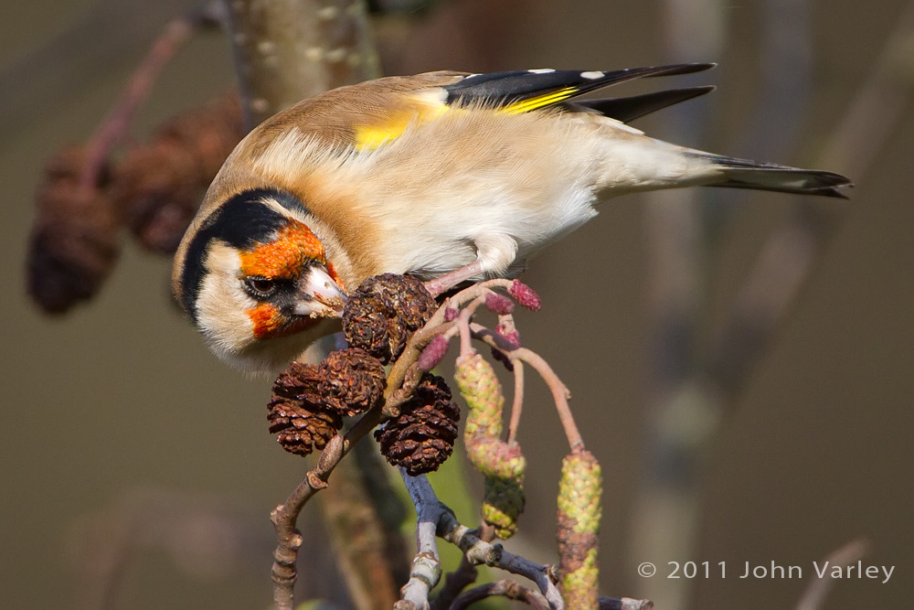 goldfinch_1000_5558.jpg