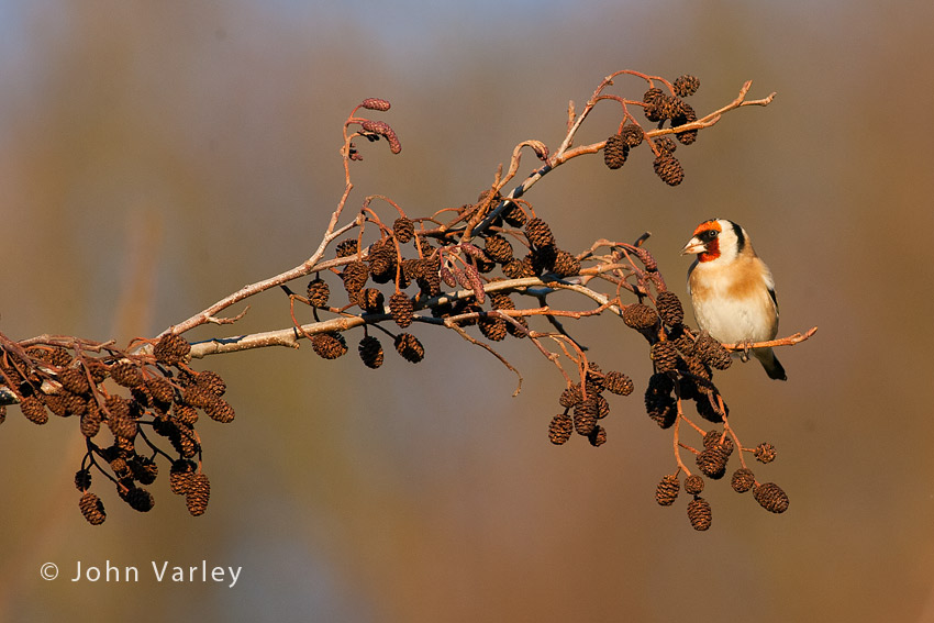 goldfinch_850_24842.jpg