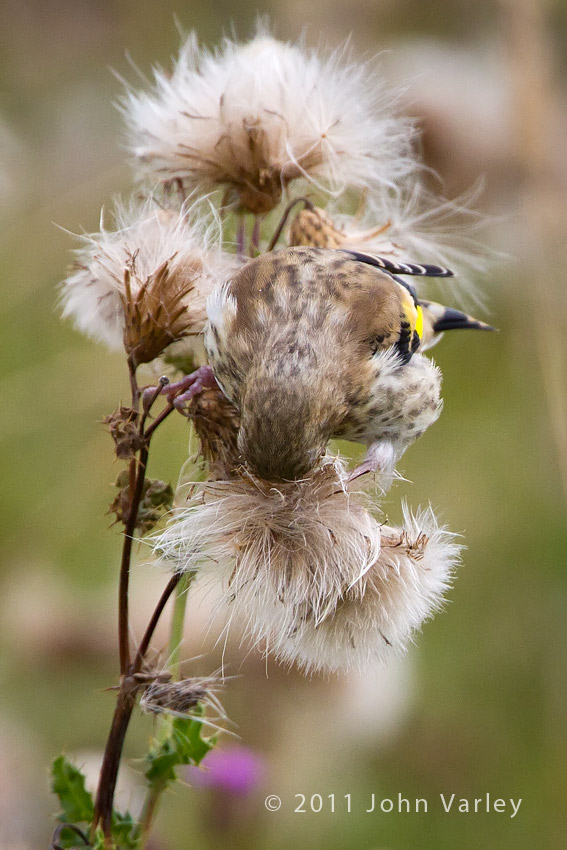 goldfinch_850_3860.jpg