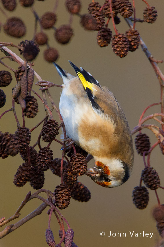 goldfinch_850_9206.jpg