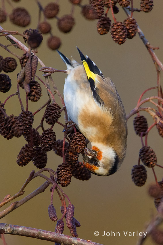 goldfinch_850_9207.jpg