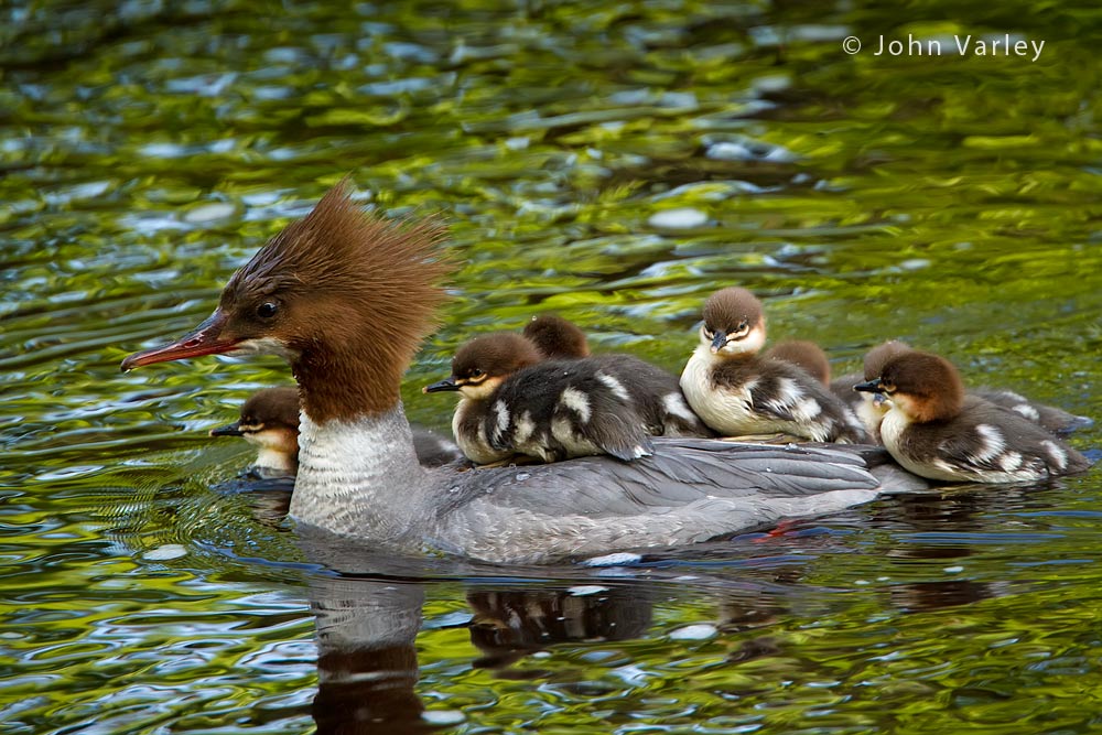 goosander_1000_1751.jpg