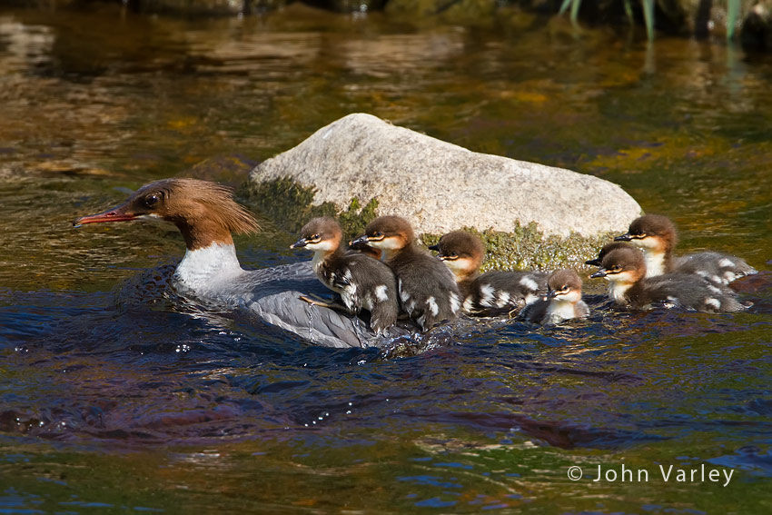 goosander_850_1780.jpg