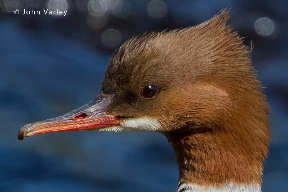 goosander_head_1000_1817.jpg