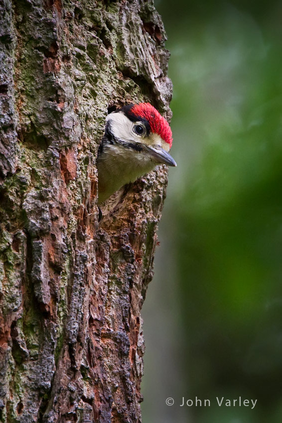 great_spotted_woodpecker_850_2610.jpg