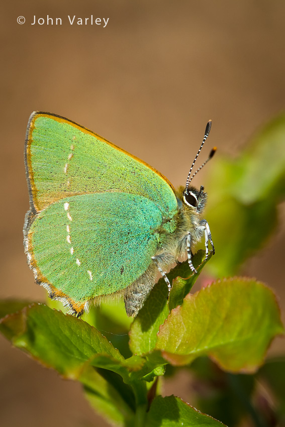 green_hairstreak_850_1137.jpg
