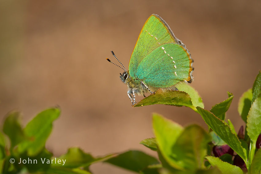 green_hairstreak_850_1167.jpg
