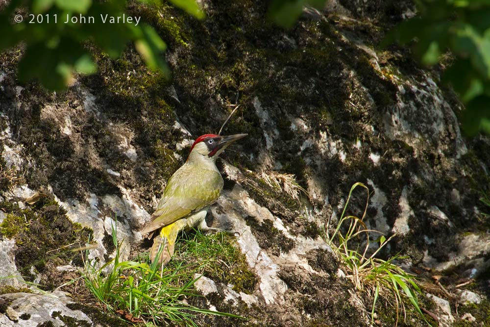 green_woodpecker_1000_3311.jpg