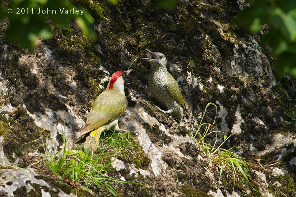green_woodpecker_1000_3314.jpg