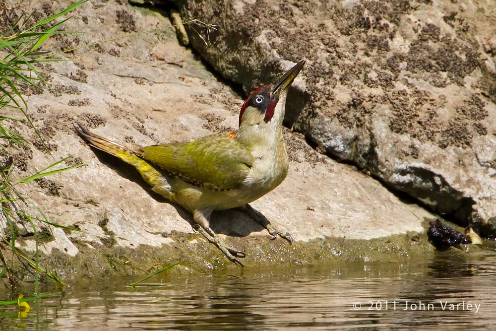 green_woodpecker_1000_3320.jpg