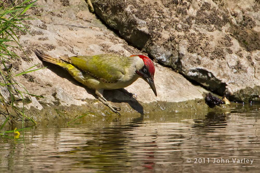 green_woodpecker_1000_3324.jpg