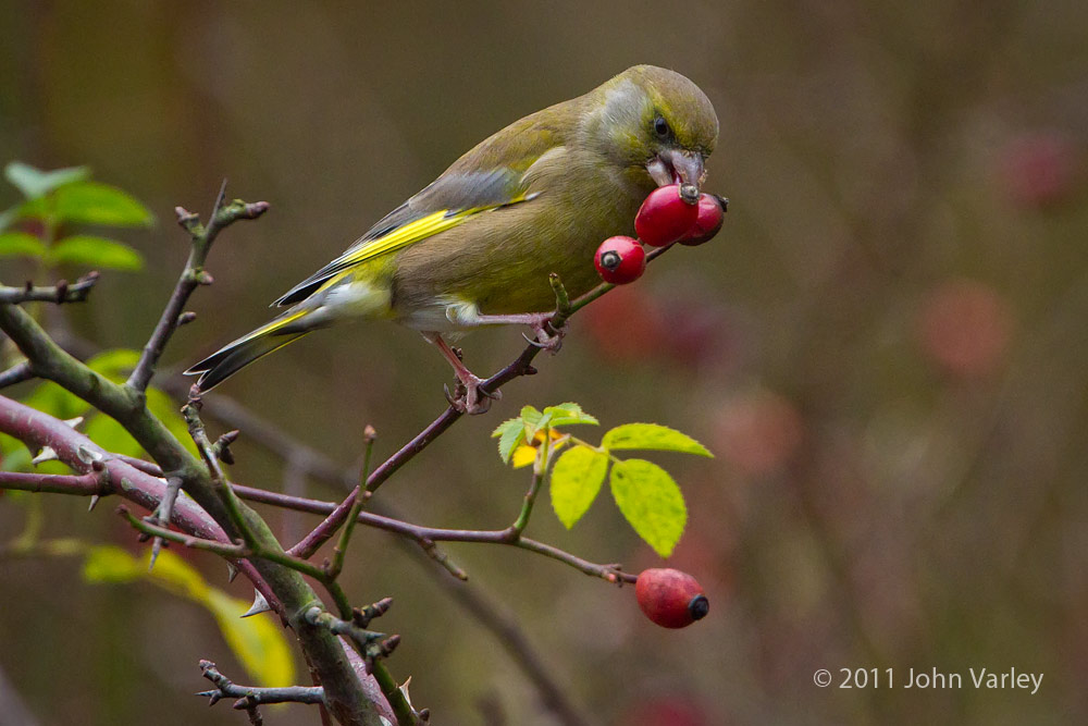 greenfinch_1000_5025.jpg