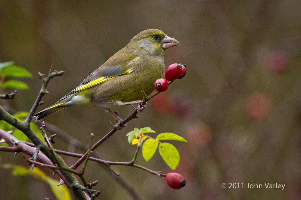 greenfinch_1000_5026.jpg