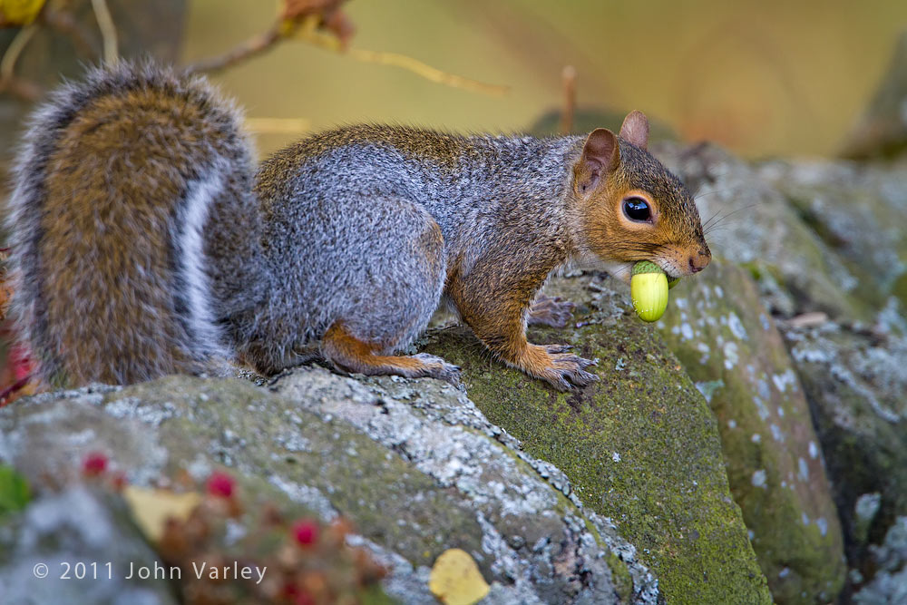 grey_squirrel_1000_4419.jpg
