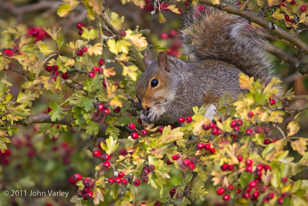 grey_squirrel_1000_4642.jpg