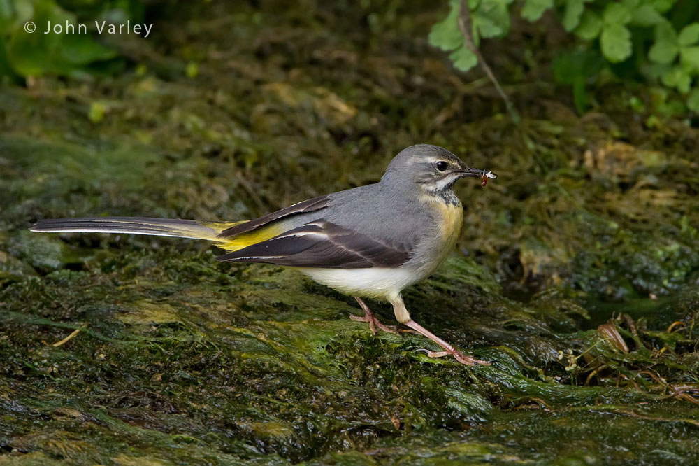 grey_wagtail_1000_2451.jpg