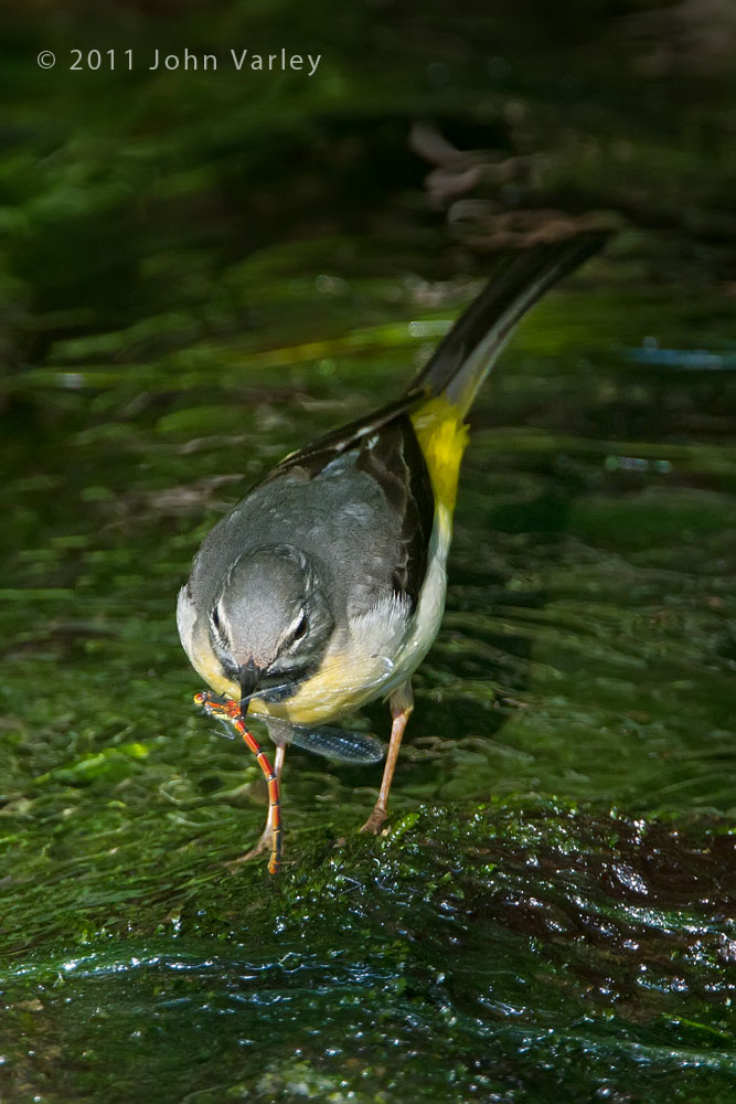 grey_wagtail_1000_2886.jpg