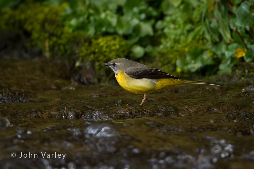 grey_wagtail_850_0493.jpg