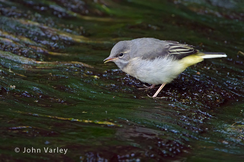 grey_wagtail_850_2403.jpg