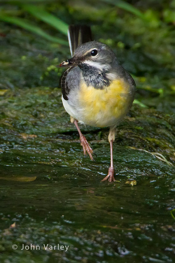 grey_wagtail_850_2447.jpg