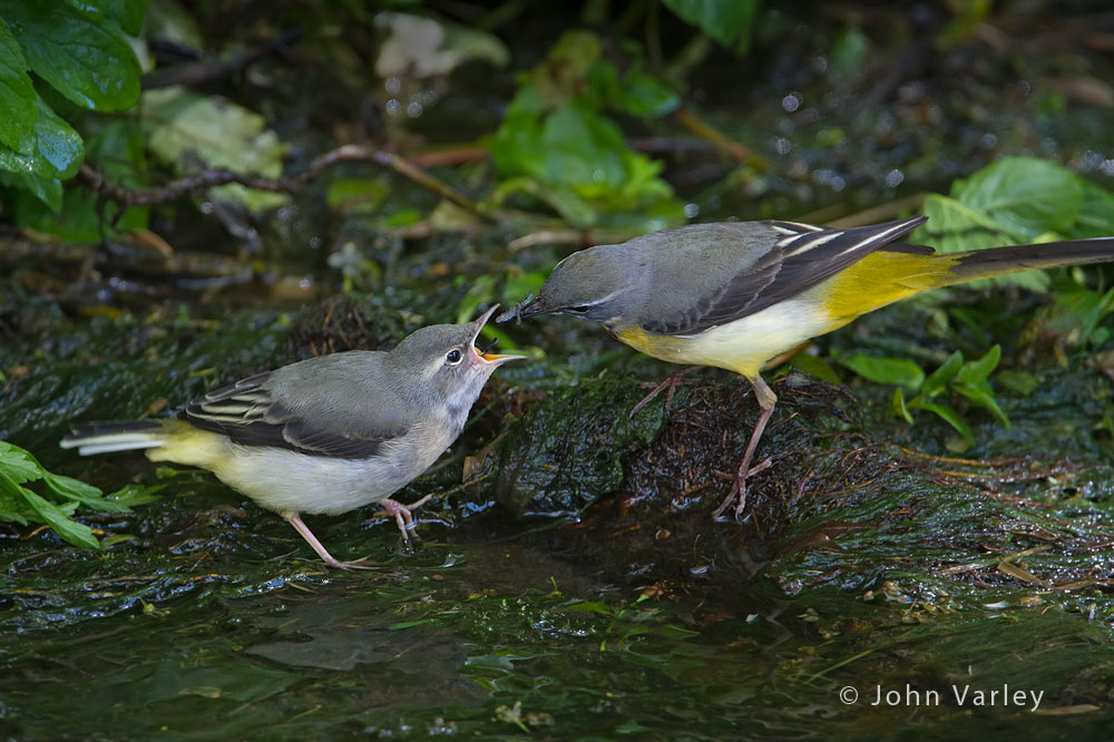 grey_wagtails_1000_2364.jpg