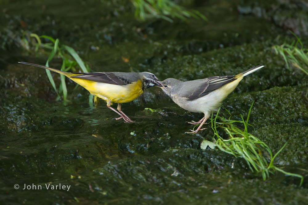 grey_wagtails_1000_2428.jpg