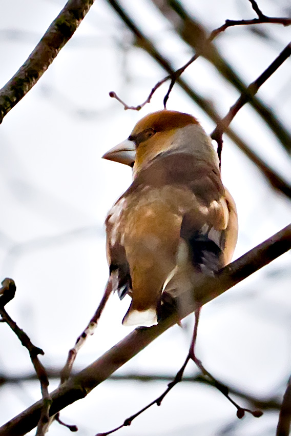 hawfinch_850_9977.jpg