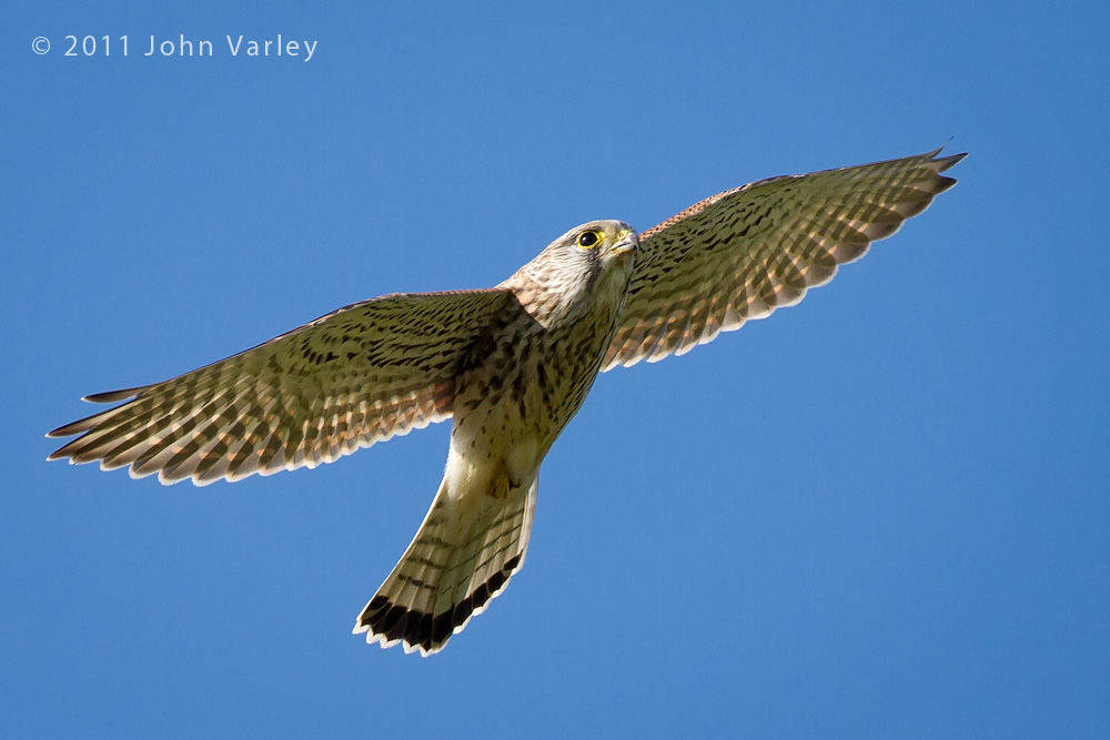 kestrel_1000_4171.jpg