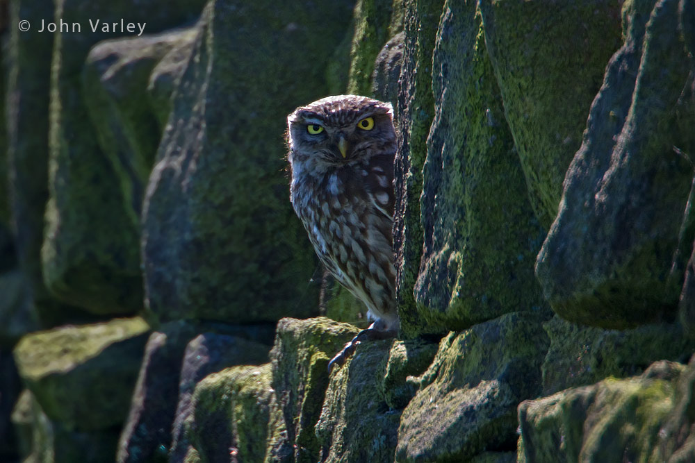 little_owl_1000_2960.jpg