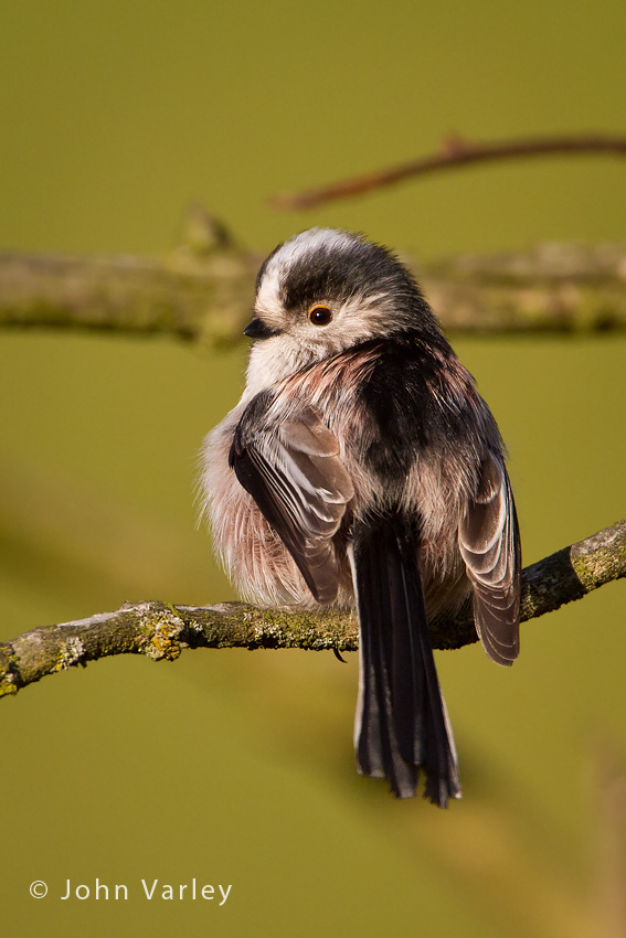 long_tailed_tit_850_9549.jpg
