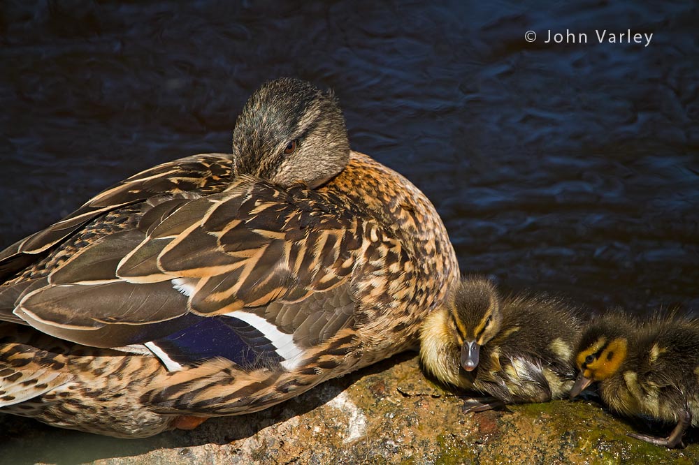 mallard_1000_1885.jpg