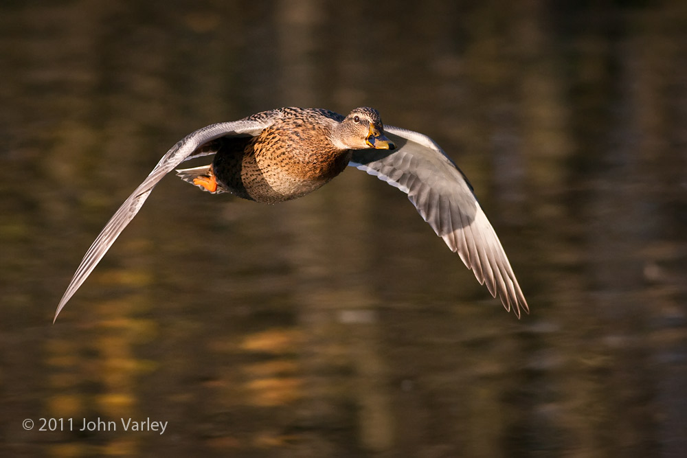 mallard_1000_25359.jpg
