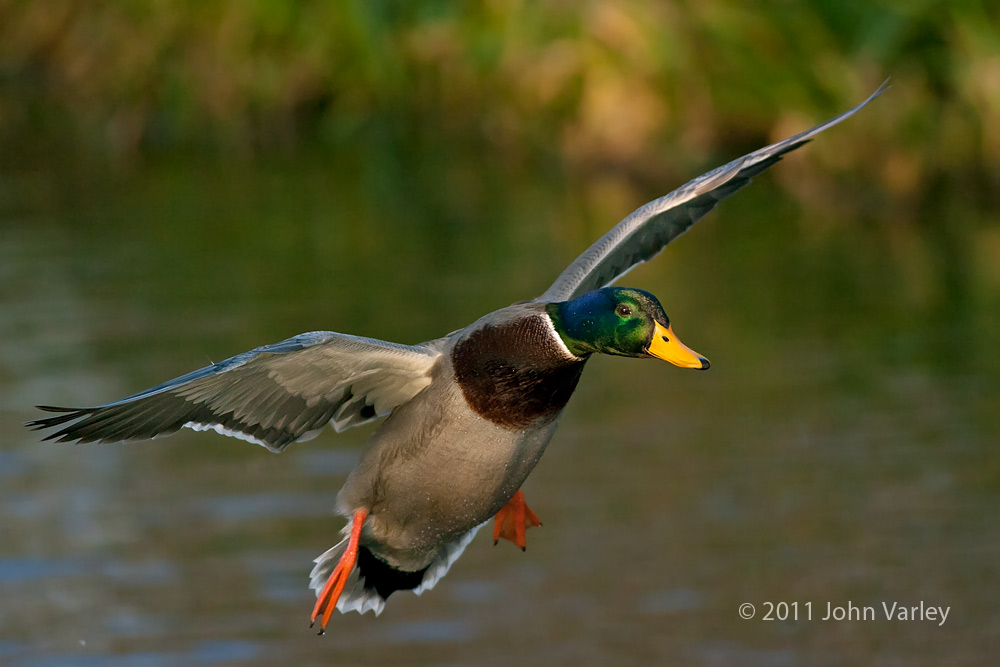 mallard_1000_25425.jpg