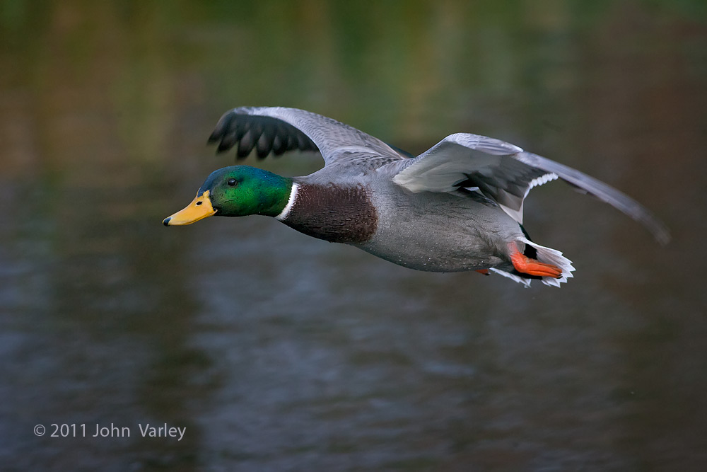 mallard_1000_25487.jpg