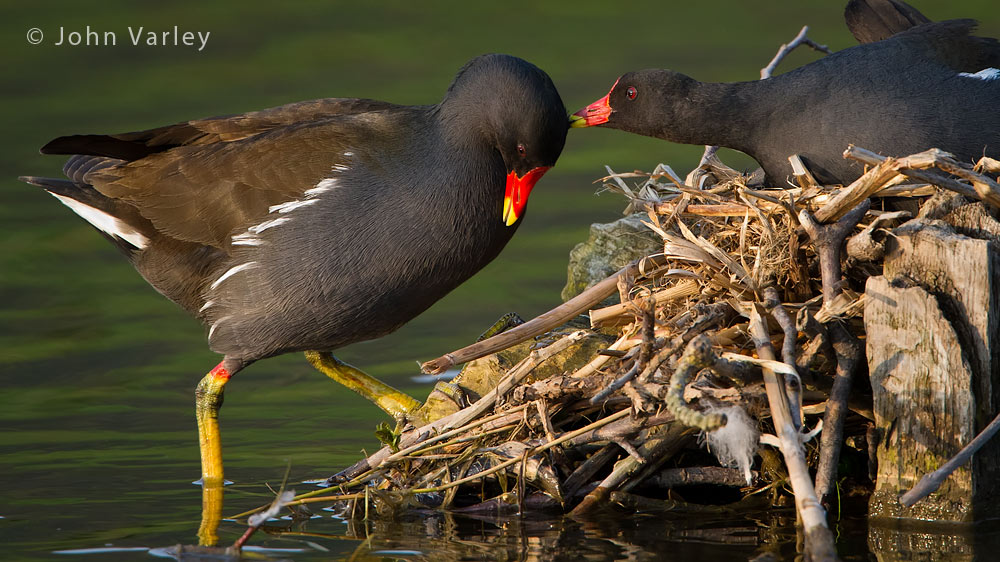 moorhen_1000_1574.jpg