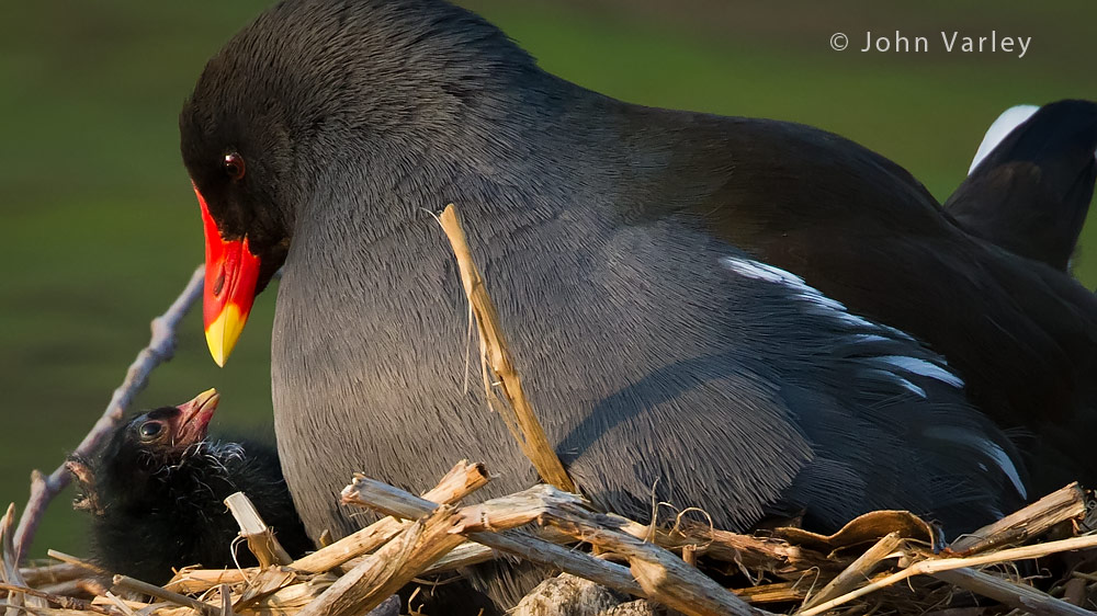 moorhen_1000_1611.jpg