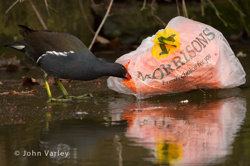 moorhen_850_9016.jpg