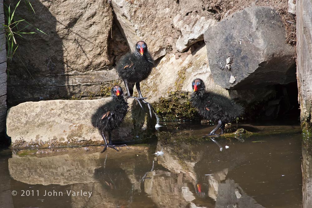 moorhen_chicks_1000_8580.jpg