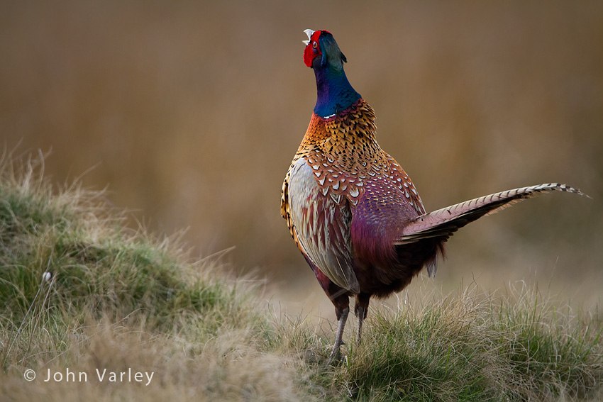 pheasant_850_1272.jpg