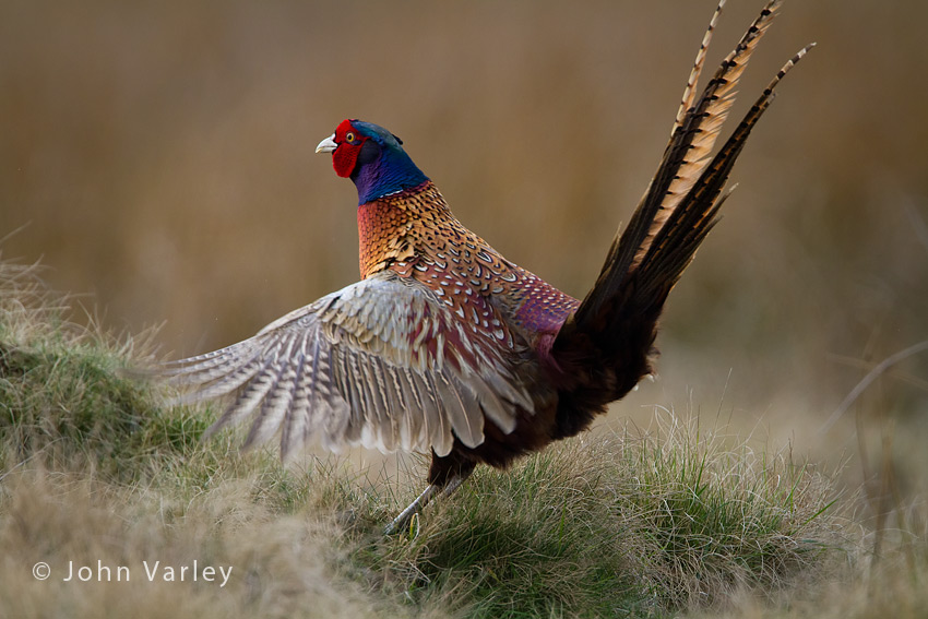 pheasant_850_1274.jpg