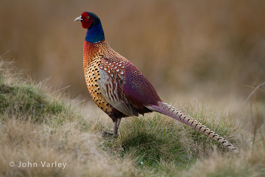 pheasant_850_1282.jpg